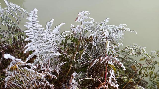 美如童话！融水尧告牧场迎来今冬首场雾凇