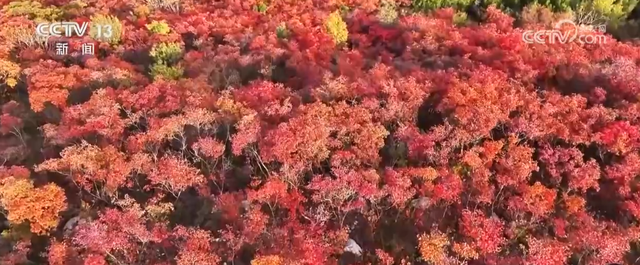 “斑斓秋色+新潮玩法”点燃赏秋游新热力 文旅新消费活力十足