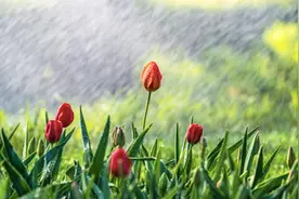 梅雨季，这种妇科炎症高发，4类人群要特别当心图片