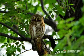辨词：罕见的花头鸺鹠是啥？图片