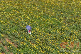 汉长安城遗址内 百亩向日葵盛开图片