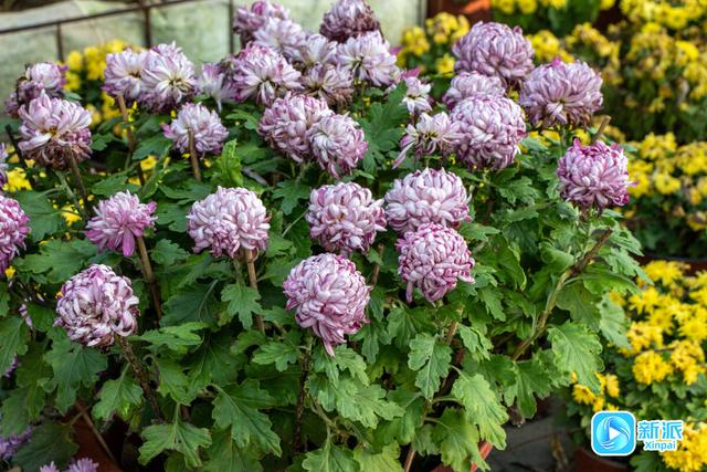 自然之美融人文之韵，潍坊植物园绘就秋日雅致画卷