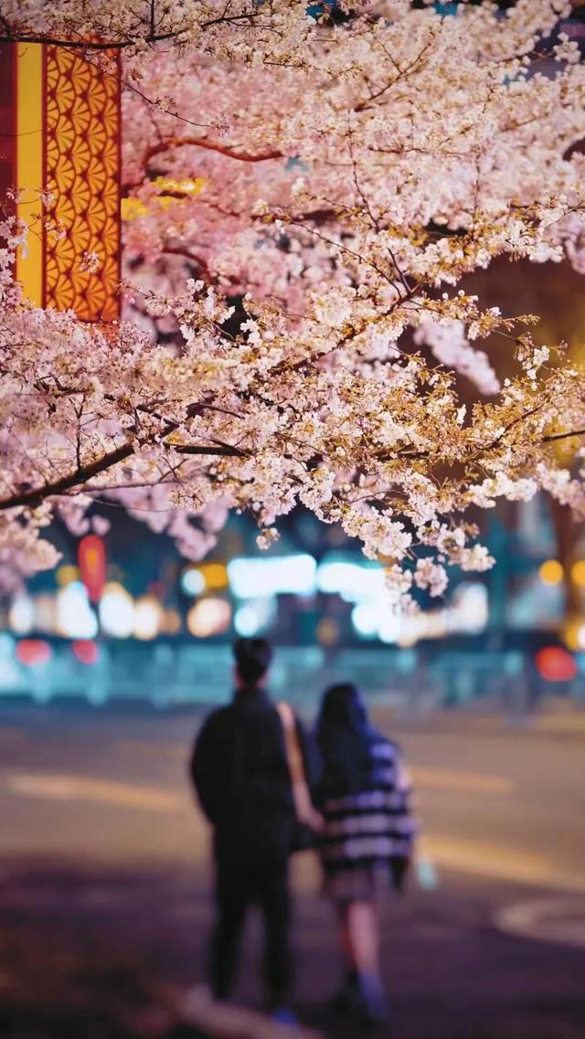 一不留神！湖州的樱花已经美成这样了