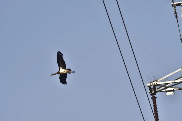 温县发现“鸟中熊猫	”→