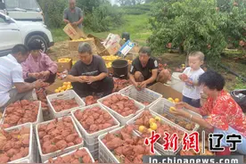 大连普兰店区墨盘街道:桃子丰收枝头俏 致富增收果农笑图片