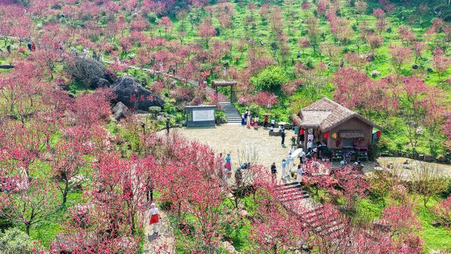 广西南宁：艳丽桃花如片片红霞