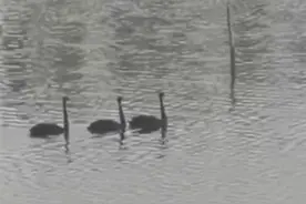 看日出，也能观鸟观潮，杭州这个超大湿地公园今日开园，稀客已到图片