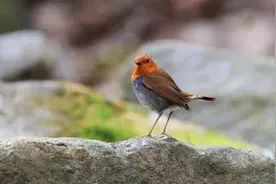 黄陂草湖与素山寺划定为湖北省鸟类迁徙通道重点区域图片