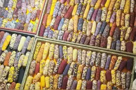 7800元一根的文玩玉米，谁在盘？谁在卖？谁在推？图片