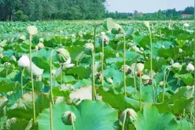 公安县埠河镇：莲蓬“满天星”  绘就好“丰”景图片