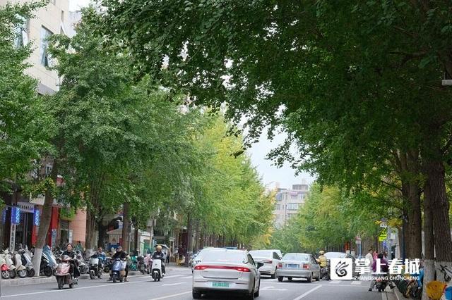 现场实拍！昆明文林街银杏“半黄”，金色浪漫还需耐心等待