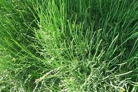 内蒙古通辽市：废止野生麻黄草采集收购禁令，按有关规定执行图片