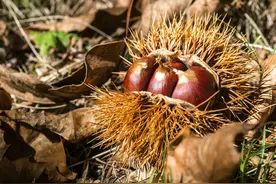 晨读 | 三耳秀才：板栗·四季图片