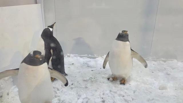 “萌主”驾到！4只巴布亚企鹅入住雪乡“童话森林”