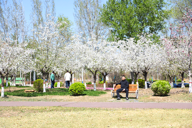 【看见•滨州】春日游园赏繁花 滨州品质提升绘就宜居新画卷