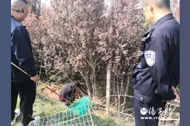 红旗派出所民警成功救助国家保护动物“猪獾”图片