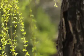 大明湖畔问柳觅春，想起那句带有地标性的诗图片