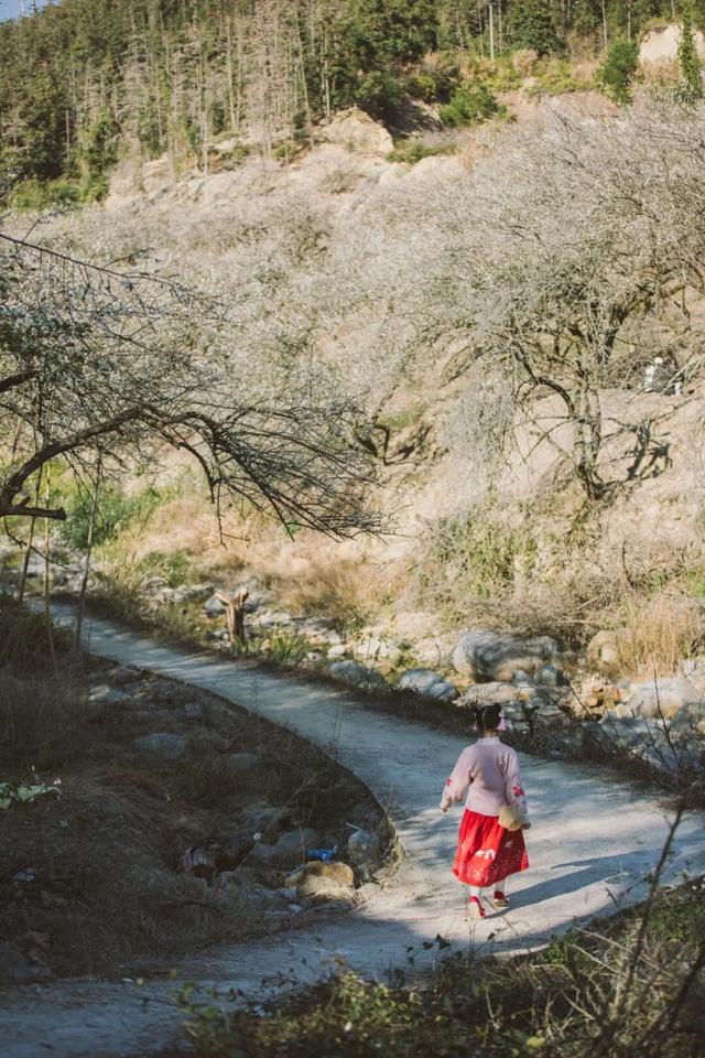 赏梅直奔福州这里，这片“雪海”太惊艳了！