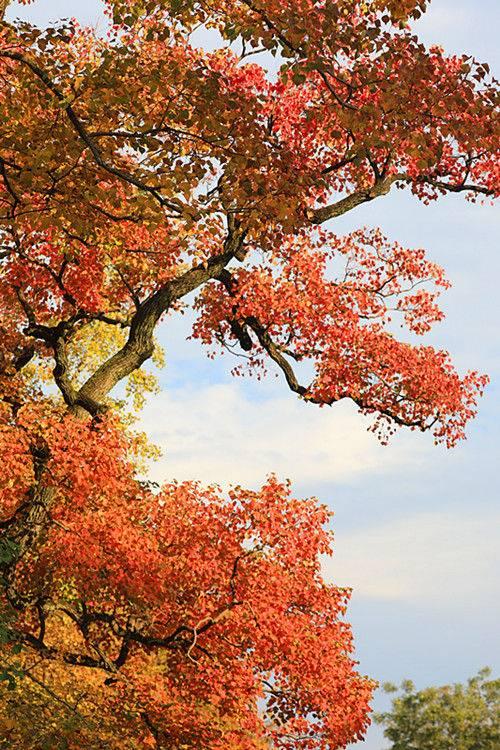 石象路“最美600米”秋景引游客