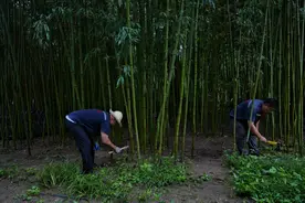 小鱼吃孑孓、劈竹排积水……北京各公园如何防蚊？图片