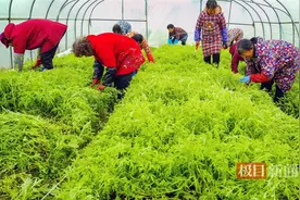 总产值5.6亿元！武汉特色年货“蔡甸藜蒿”产销两旺图片