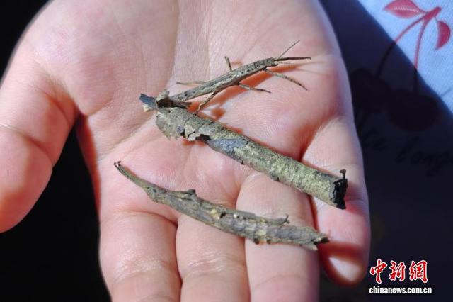 中国科学院西双版纳热带植物园探寻雨林奇妙夜