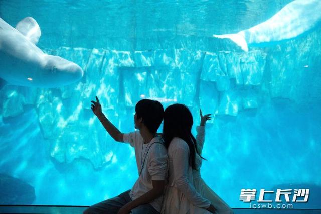 “鲸”喜七夕！长沙海底世界等你来解锁海洋浪漫新体验