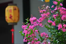 燕都新趣|盛夏赏花何处寻图片