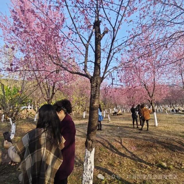 【冬季暖阳 凉山不凉】比春天先来的浪漫，是西昌的冬樱花