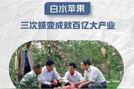 白水苹果：三次蝶变成就百亿大产业图片