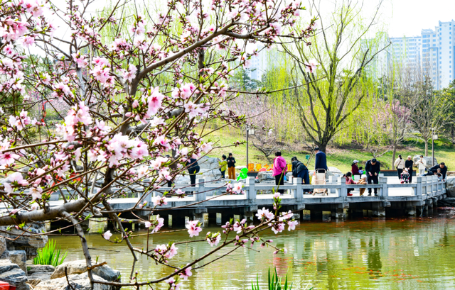 春色满城！定州藏不住的温柔与浪漫