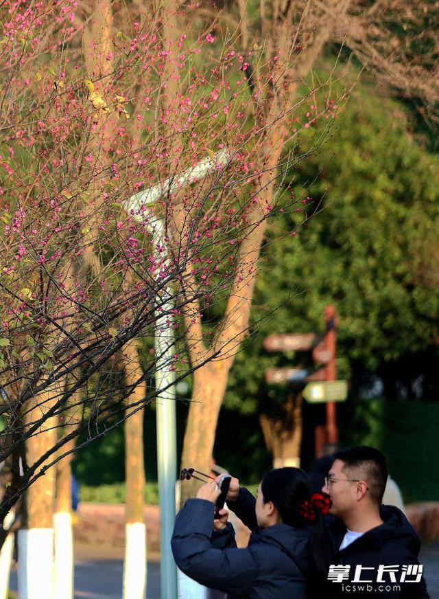 烈士公园年嘉湖畔，又见红梅点点开