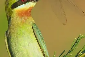 人这一辈子，一定要去海南看一次鸟！图片