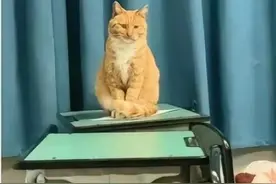 四川一中学老师当学生面踩死猫扔垃圾桶，学校称将对学生进行心理疏导，资中县教体局已介入调查图片