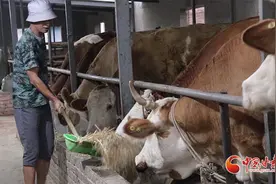 【2023重走中国西北角】饲养员王永江：十年养牛路  致富奔小康图片