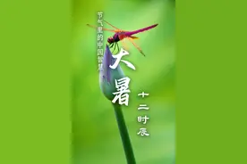 “大暑”里的十二时辰，感受盛夏的美好图片