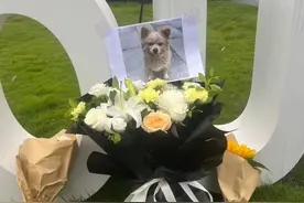 重庆一高校保安驱杀流浪狗遭质疑，校方：学生遭流浪狗追赶，涉事保安已停职图片