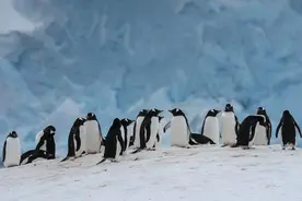 英官员：南极企鹅可能因禽流感而面临灭绝图片