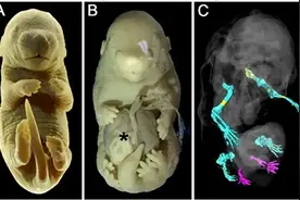 6条腿的老鼠“造”出来了！网友：估计很费猫图片