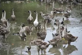 鲜嫩香滑，风味绝妙！它是玉林美食界响当当的角色图片