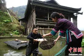 广西龙胜：侗不离酸 腌制酸鱼迎新春图片
