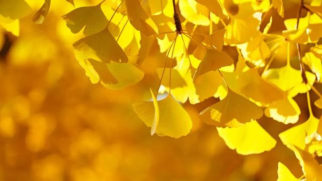 千年莒县银杏树！这一眼惊艳时光，高清大图超治愈