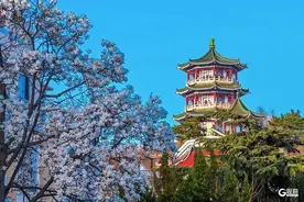 目测要爆火！到处挤满人人人！青岛这条路太热闹了，青岛人：马上安排！图片