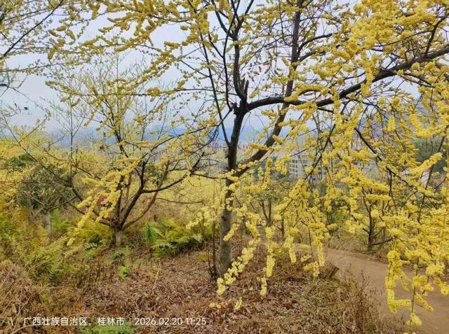 赶紧收藏！2026桂林早春赏花攻略！周末出游直接冲！