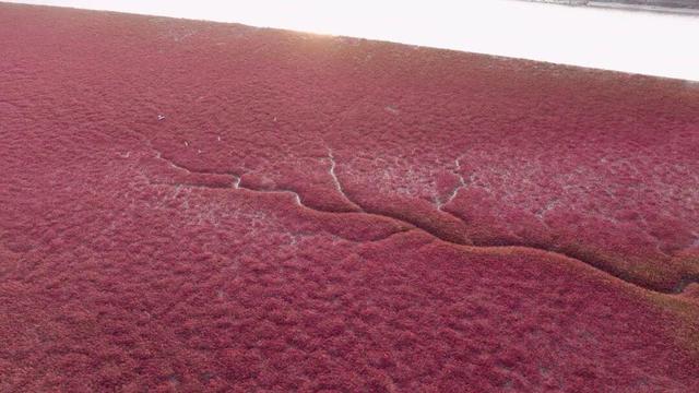 南海新区红海滩入诗入画