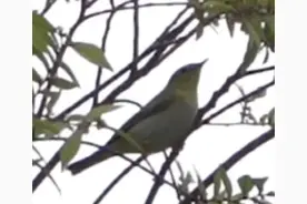 林柳莺、欧柳莺，上海鸟类纪录连续上新！可能是迁徙过程中迷路的“迷鸟”图片