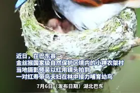 镜头拍下温情一幕：红寿带鸟夫妻轮流喂养巢中幼崽图片