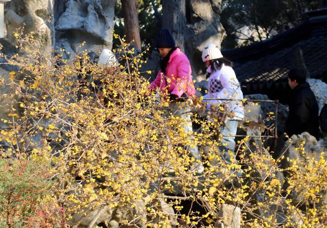 江苏苏州：狮子林蜡梅飘香引客来