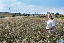 荞麦花海飞出陕北民歌“金翅鸟”图片