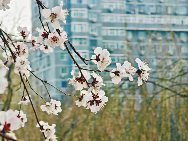 春假遇上清明：送您一张春日出行“地图”